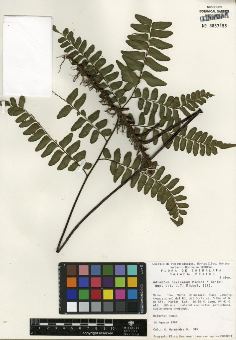 Adiantum oaxacanum photo 8