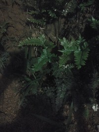 Oblique Maidenhair