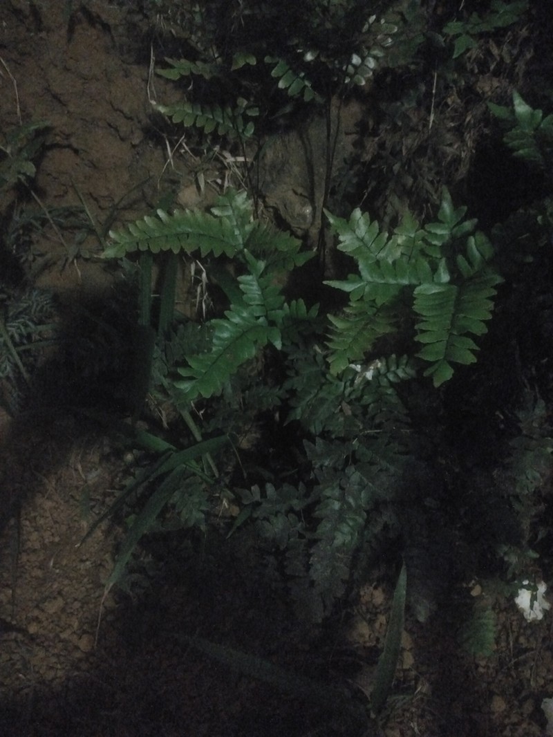 Oblique Maidenhair