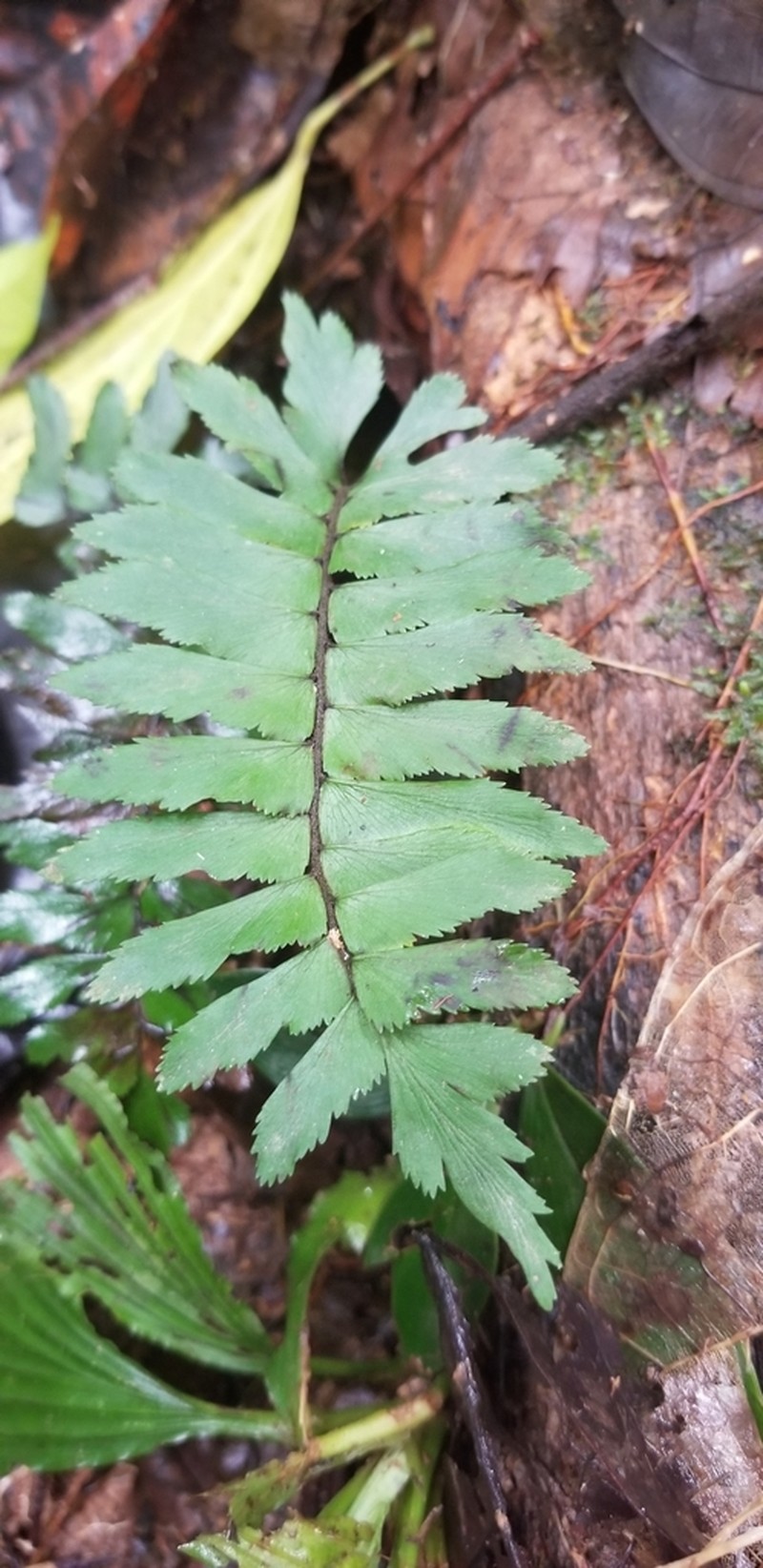 Oblique Maidenhair photo 2