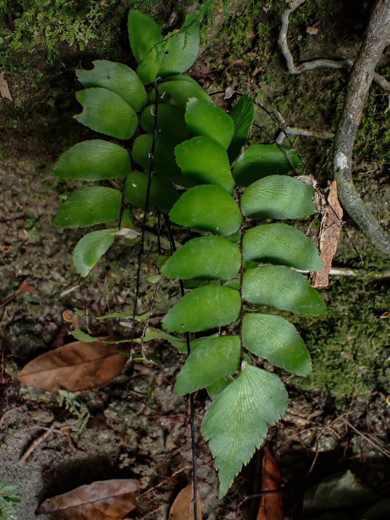 Oblique Maidenhair photo 3