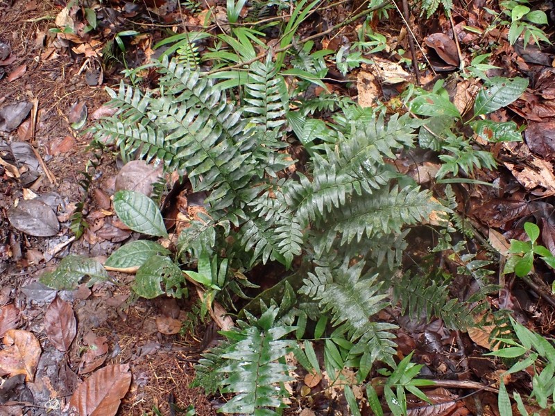 Oblique Maidenhair photo 4