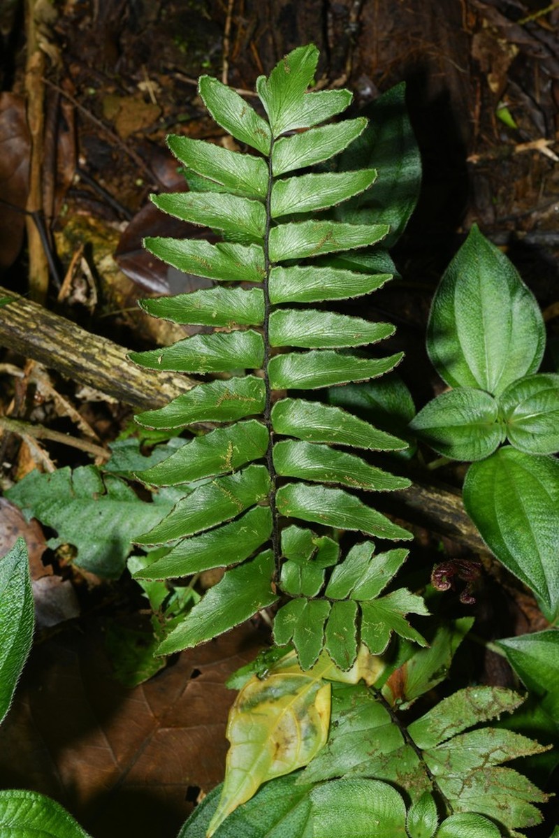 Oblique Maidenhair photo 5