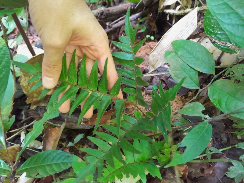 Oblique Maidenhair photo 6