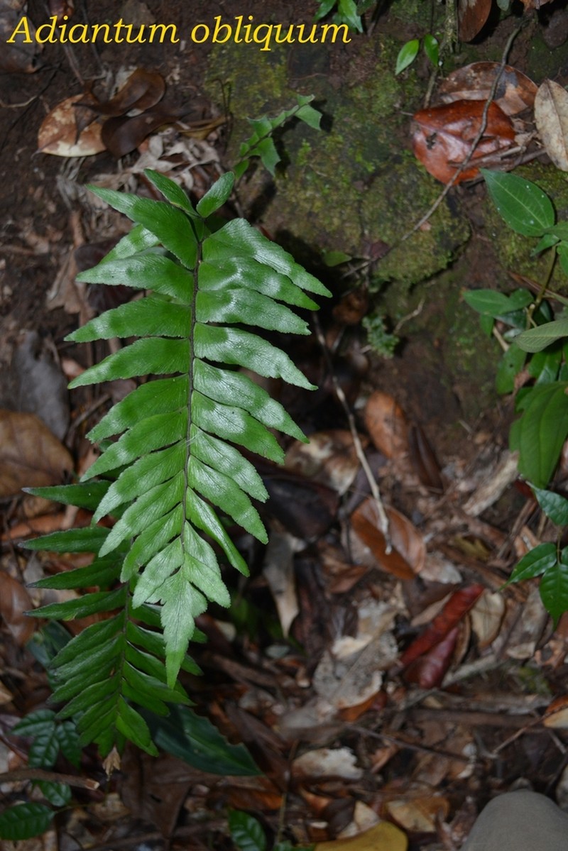 Oblique Maidenhair photo 8