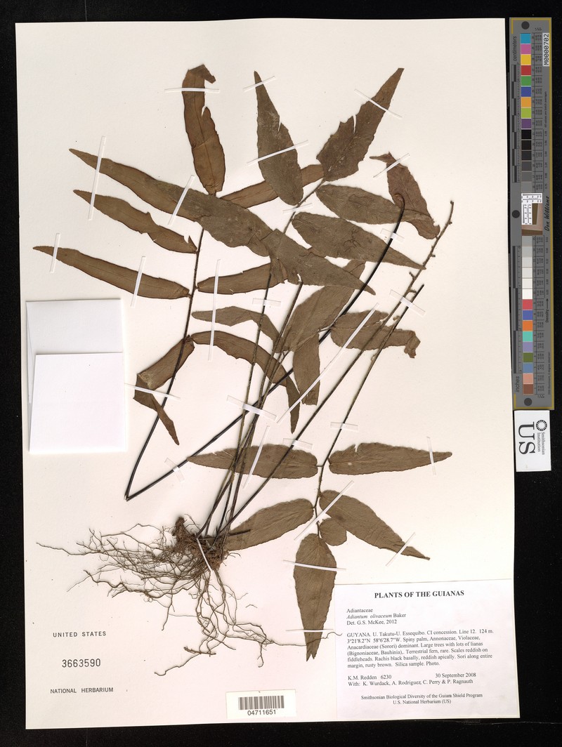 Adiantum olivaceum photo 3