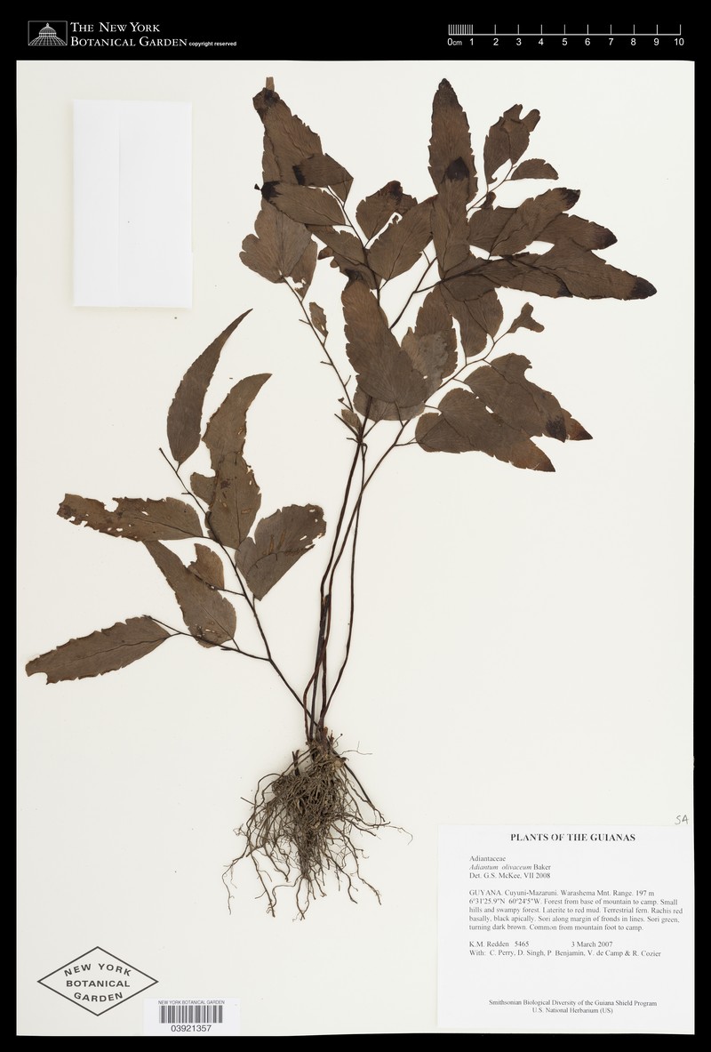 Adiantum olivaceum