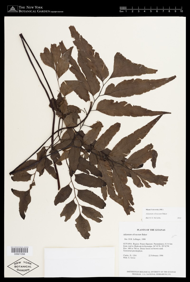 Adiantum olivaceum photo 2