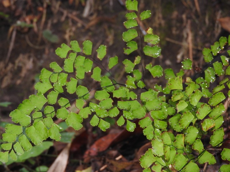 Adiantum orbignyanum