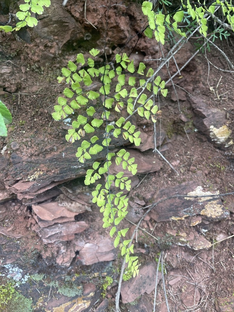 Adiantum orbignyanum photo 2