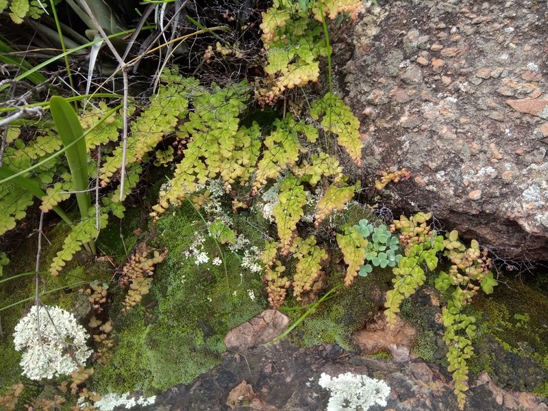 Adiantum orbignyanum photo 3
