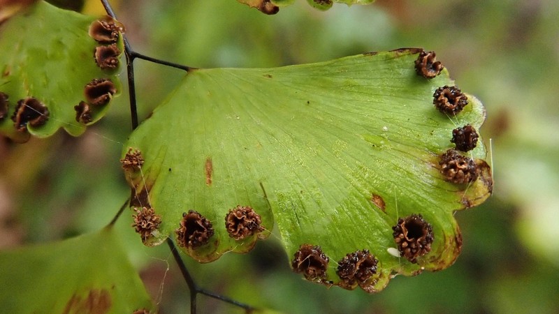 Adiantum orbignyanum photo 4