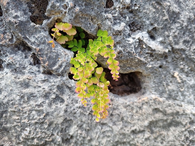 Adiantum orbignyanum photo 5