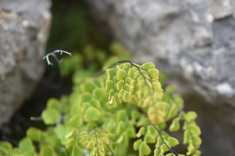 Adiantum orbignyanum photo 6