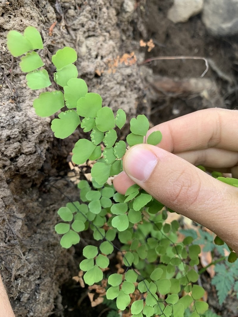 Adiantum orbignyanum photo 7
