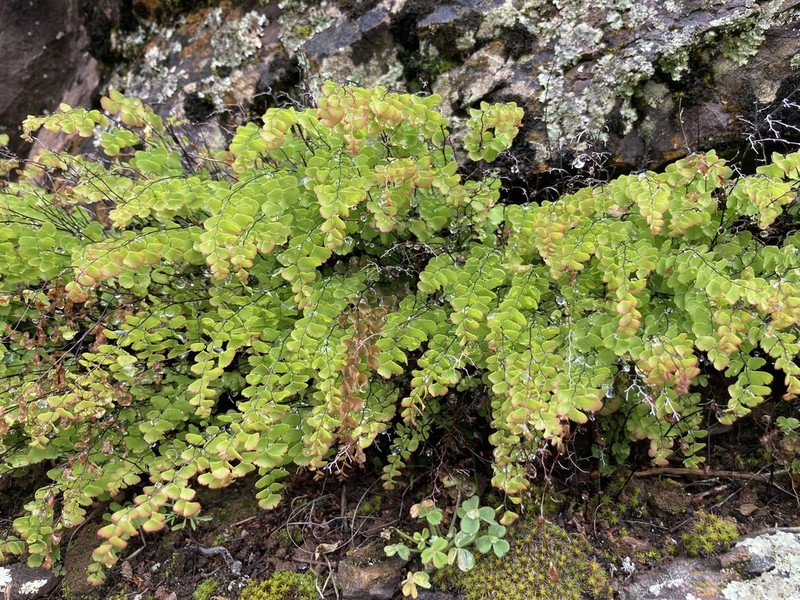 Adiantum orbignyanum photo 8