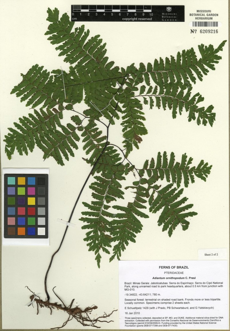 Adiantum ornithopodum