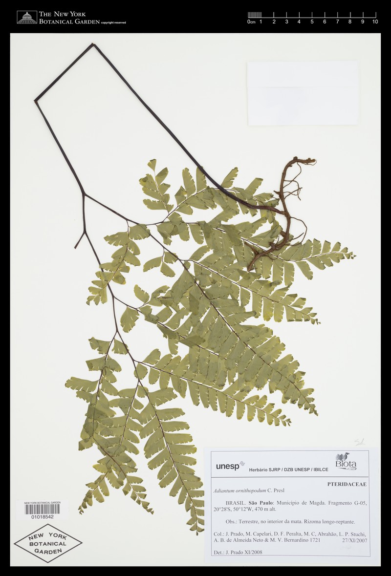Adiantum ornithopodum photo 2