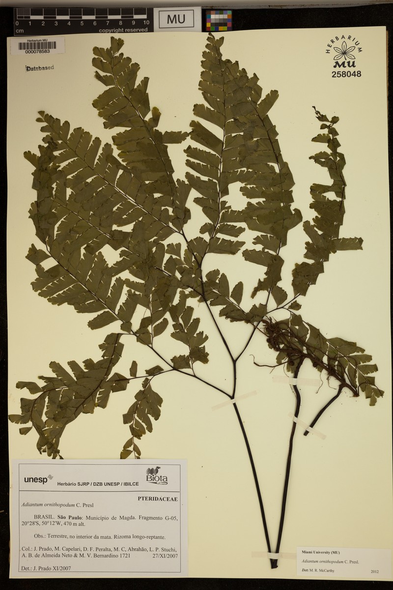 Adiantum ornithopodum photo 3