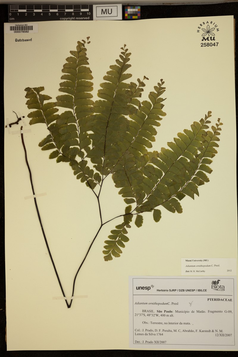 Adiantum ornithopodum photo 4
