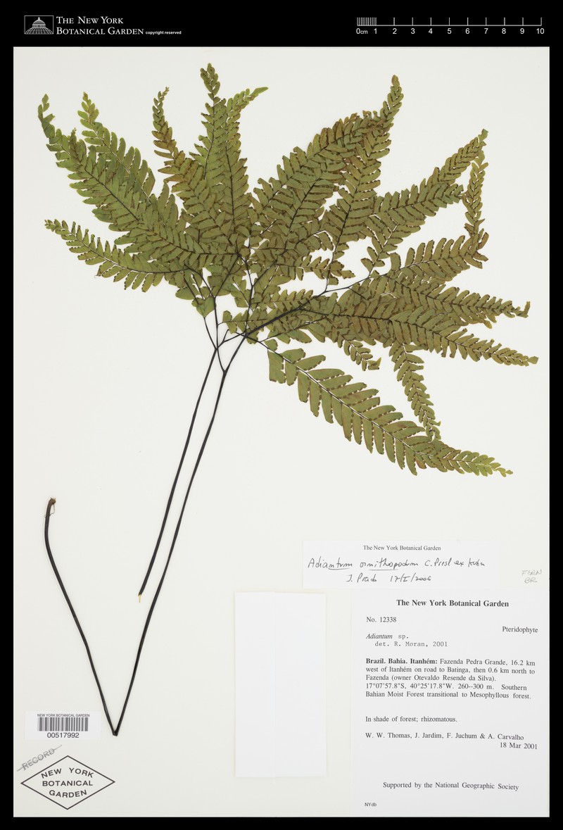Adiantum ornithopodum photo 5