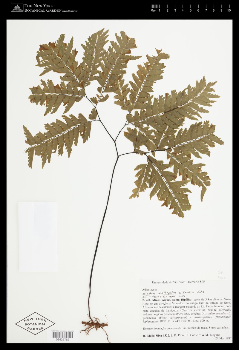 Adiantum ornithopodum photo 6