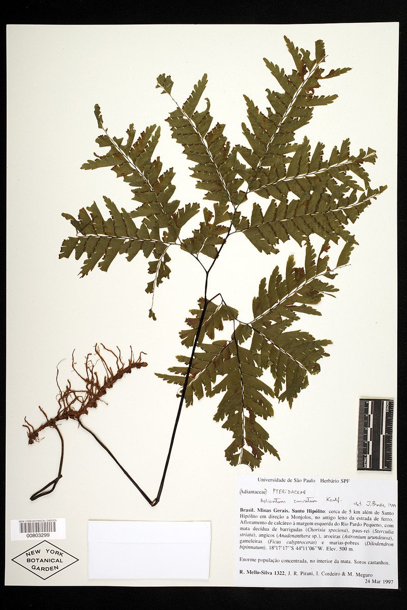 Adiantum ornithopodum photo 7