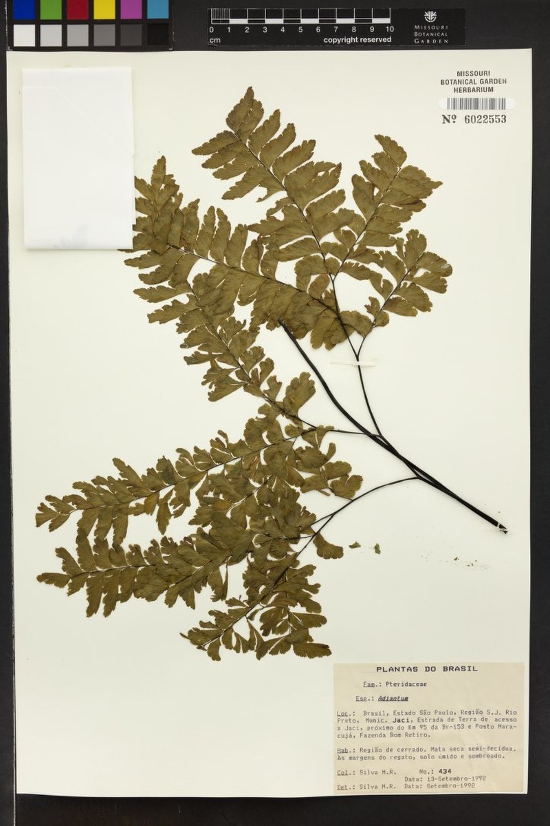 Adiantum ornithopodum photo 8
