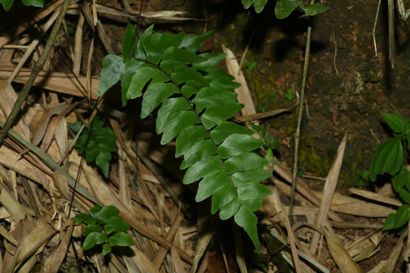 Adiantum oyapokense photo 3