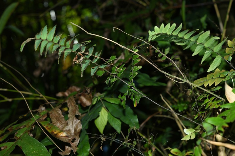 Adiantum oyapokense photo 4