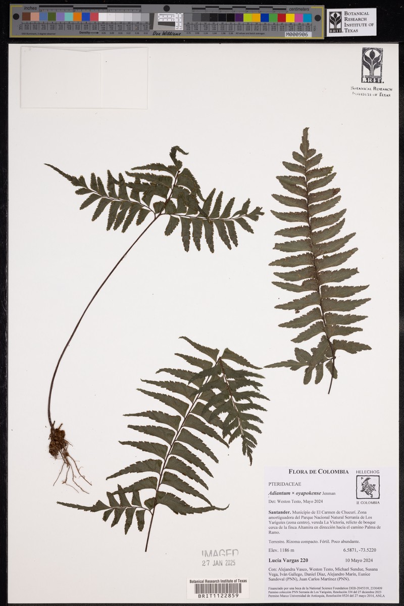 Adiantum oyapokense photo 3