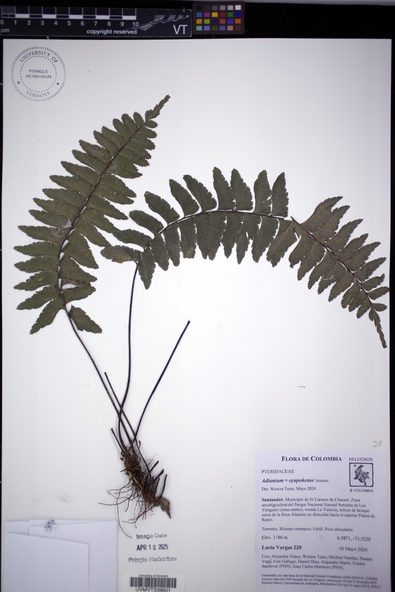 Adiantum oyapokense photo 4
