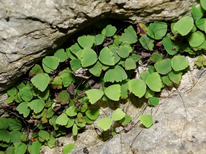 Adiantum papilio photo 2