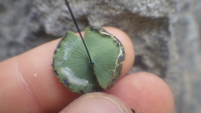 Adiantum papilio photo 5