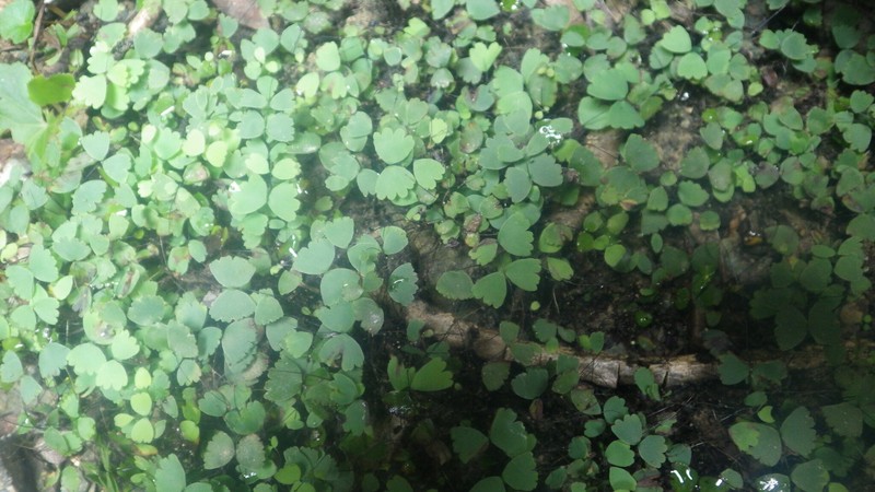 Adiantum papilio photo 6