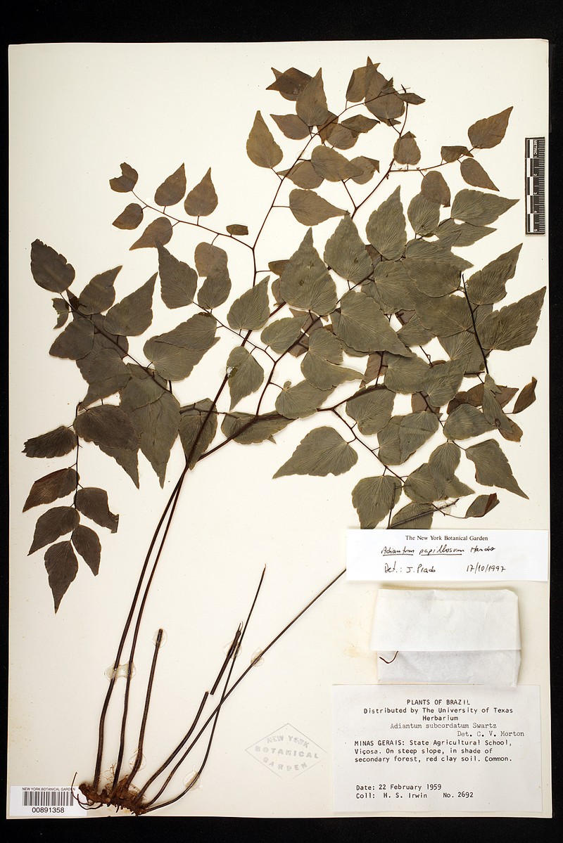 Adiantum papillosum