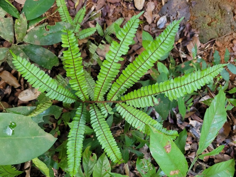 Adiantum paraense