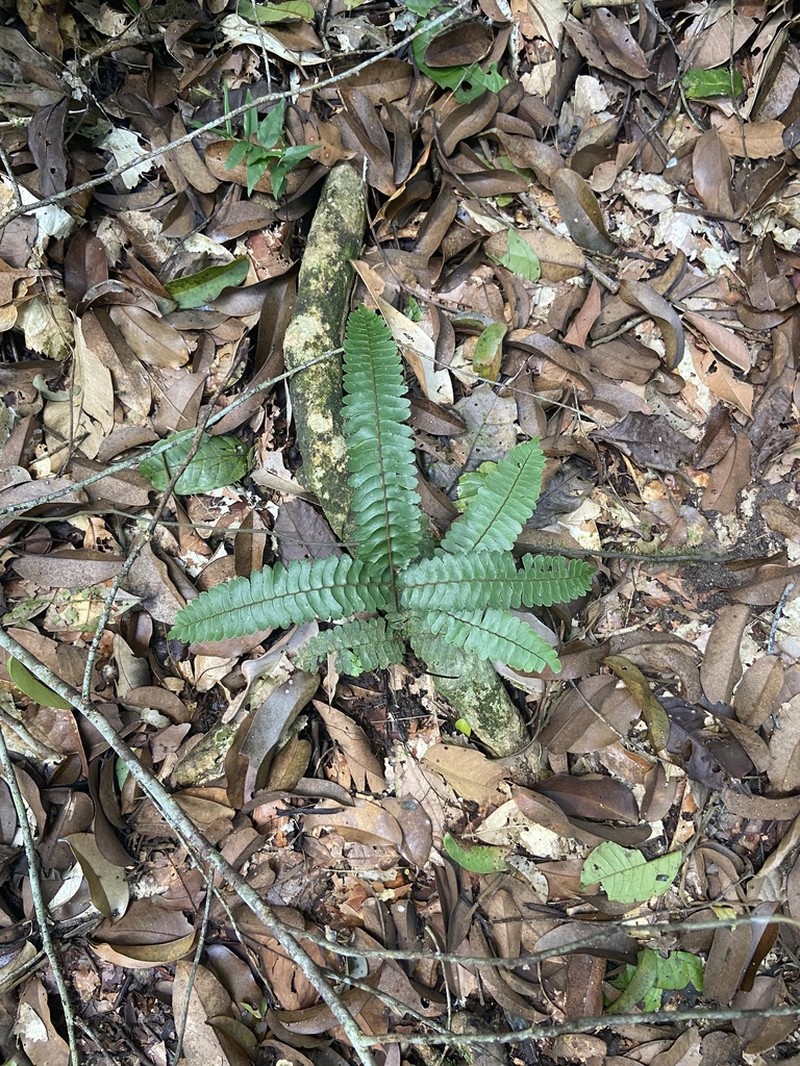 Adiantum paraense photo 2
