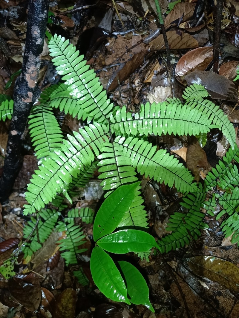 Adiantum paraense photo 3