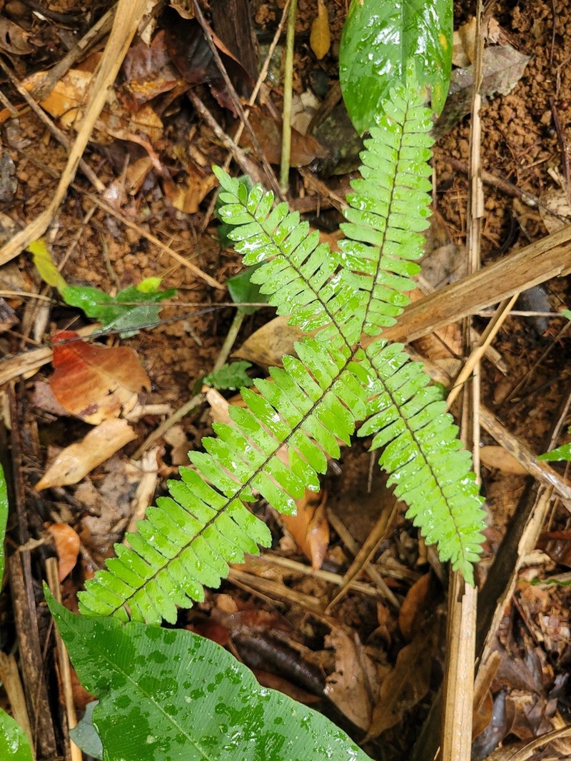 Adiantum paraense photo 4
