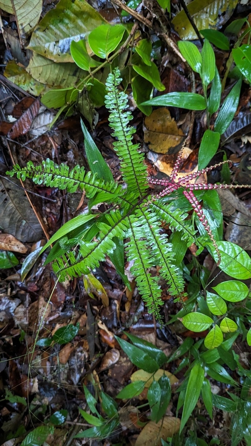 Adiantum paraense photo 5