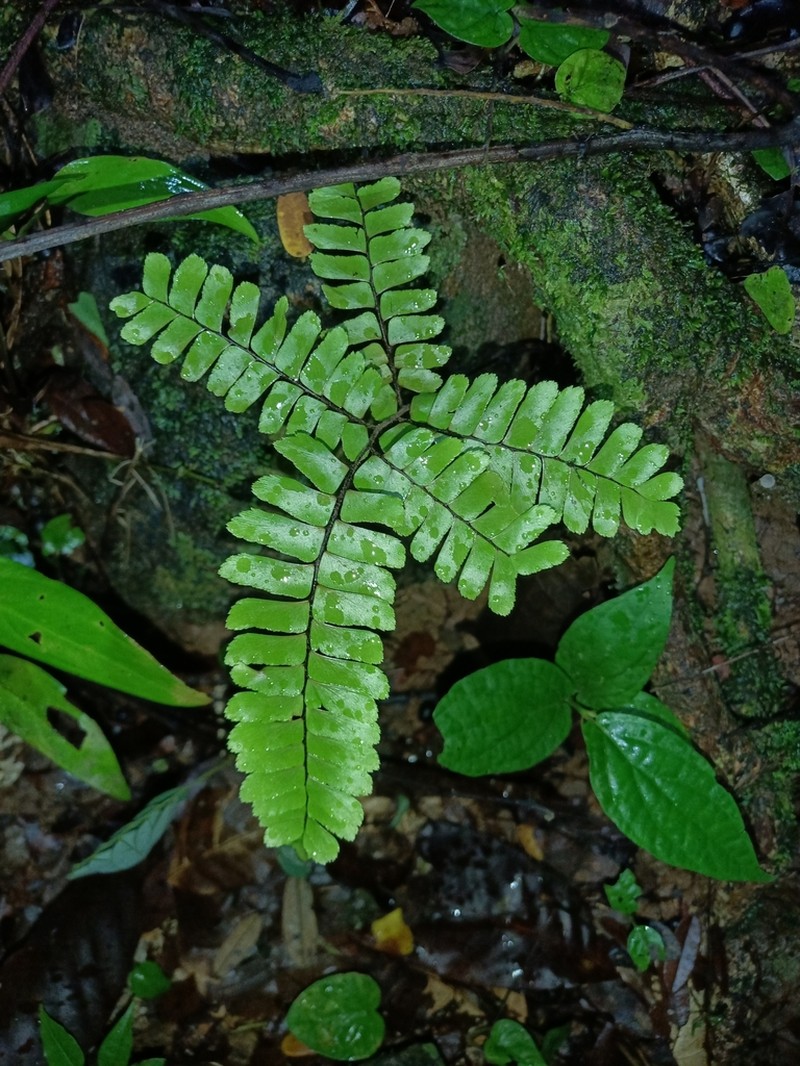 Adiantum paraense photo 6