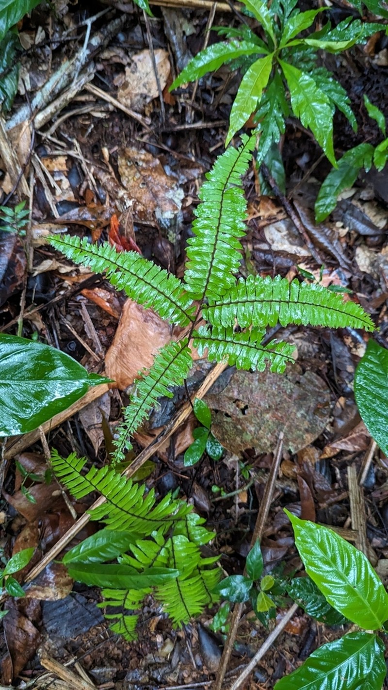 Adiantum paraense photo 7