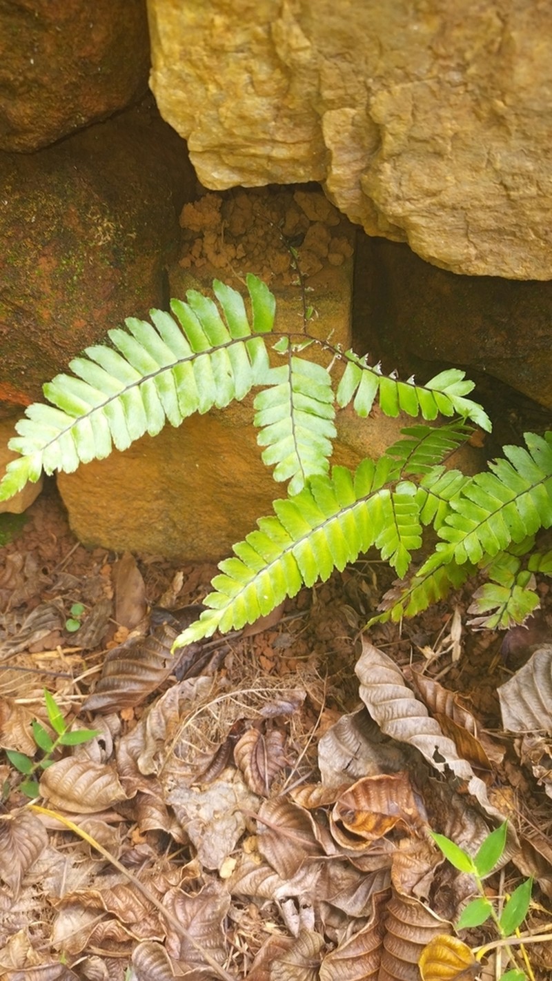 Adiantum paraense photo 8