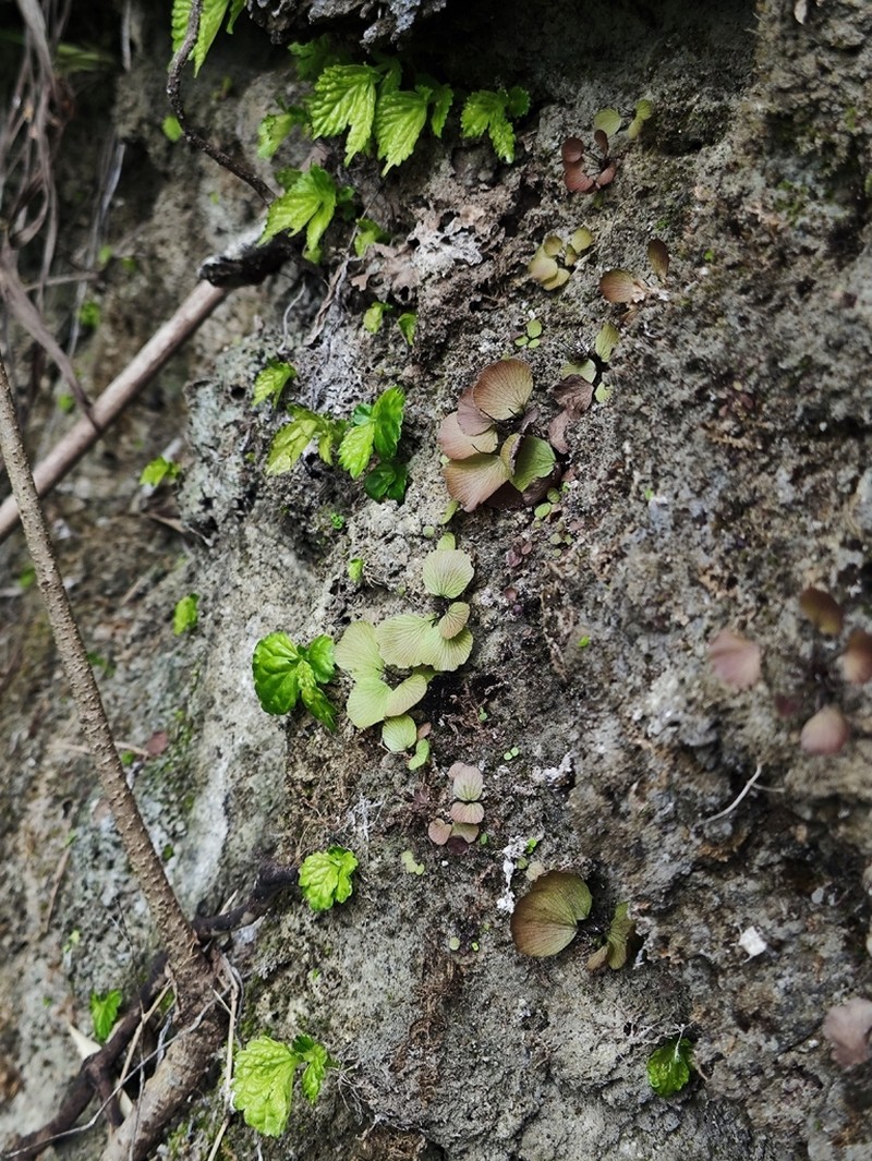 Adiantum parishii photo 3