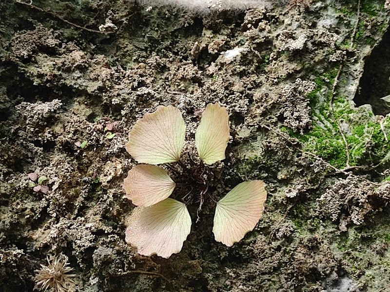 Adiantum parishii