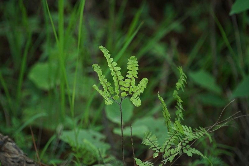 Adiantum patens