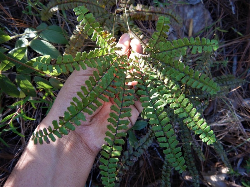 Adiantum patens photo 2