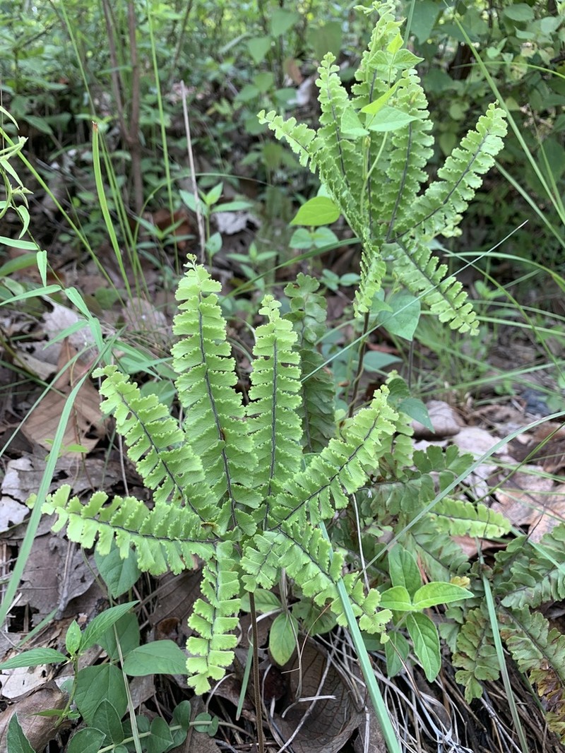 Adiantum patens photo 3