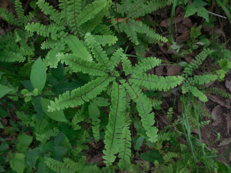 Adiantum patens photo 4
